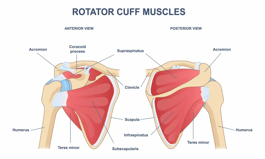 Medical illustration of rotator cuff muscles showing anterior and posterior views of the shoulder, including supraspinatus, infraspinatus, teres minor, and subscapularis.
