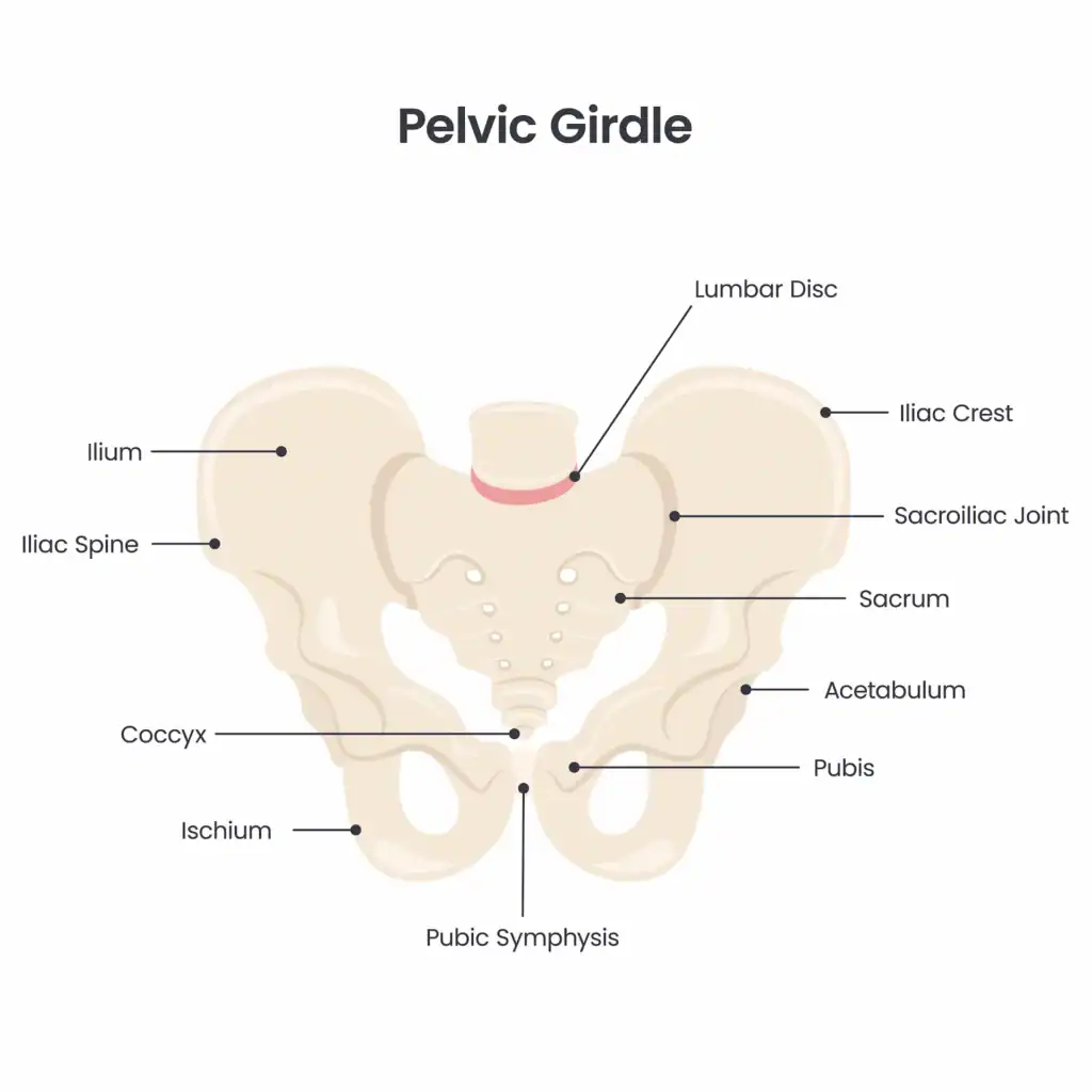 Labeled anatomical diagram of the pelvic girdle, highlighting the sacroiliac joint and surrounding structures such as the sacrum, ilium, coccyx, and pubic symphysis.
