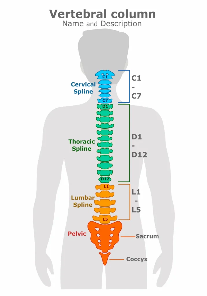 Diagram of the spine showing cervical, thoracic, lumbar, and pelvic regions with emphasis on L5-S1, a key area in lower back pain and lumbosacral dysfunction.